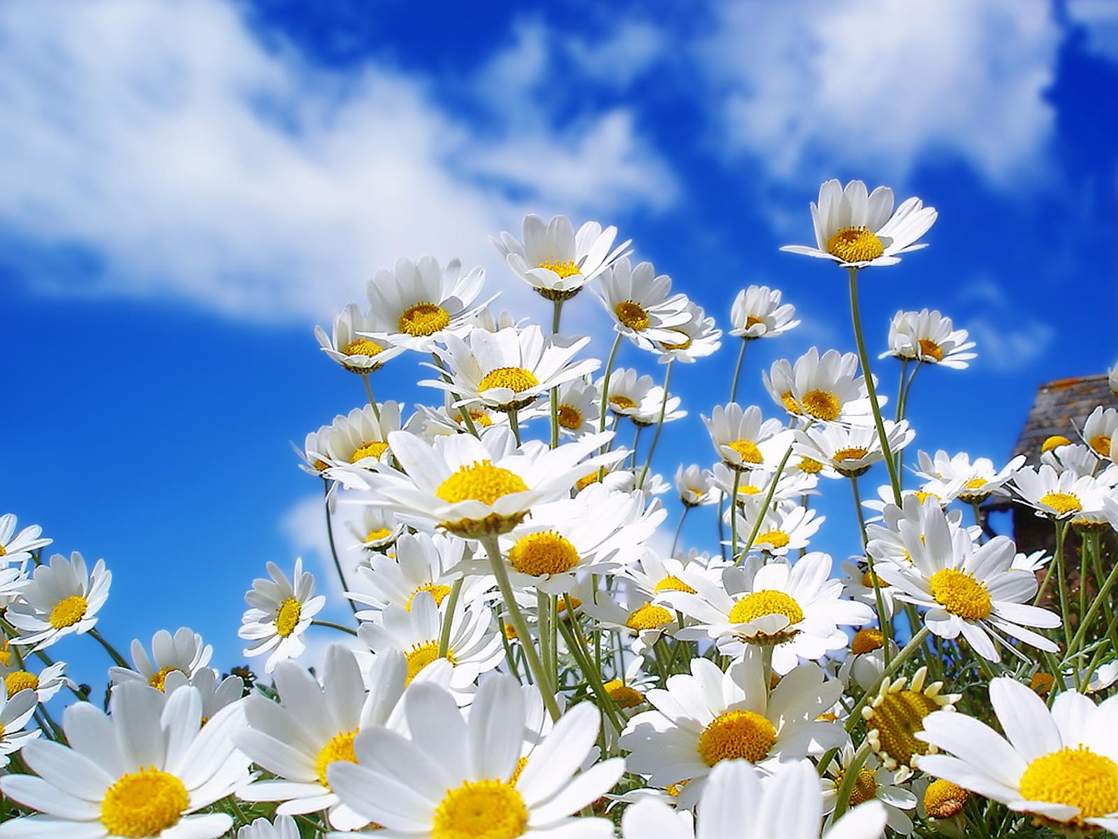 82973-Daisies-On-A-Sunny-Day